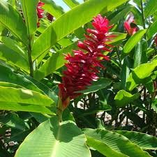 Red Ginger